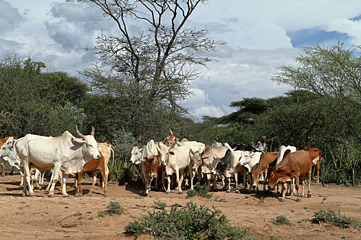 母牛,牛,奥莫山谷,埃塞俄比亚