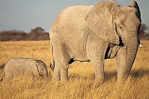 非洲象,小象,埃托沙国家公园,纳米比亚,非洲