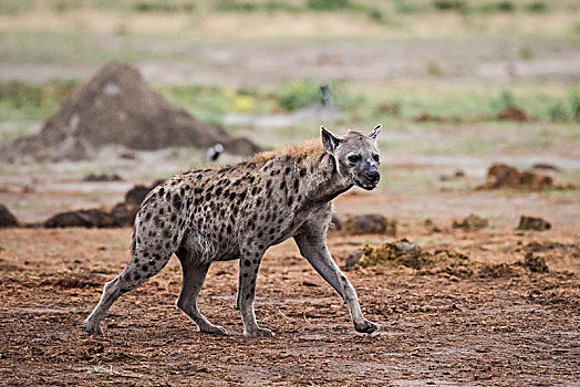 斑鬣狗,跑,鹳,萨维提,乔贝国家公园,乔贝,地区,博茨瓦纳,非洲