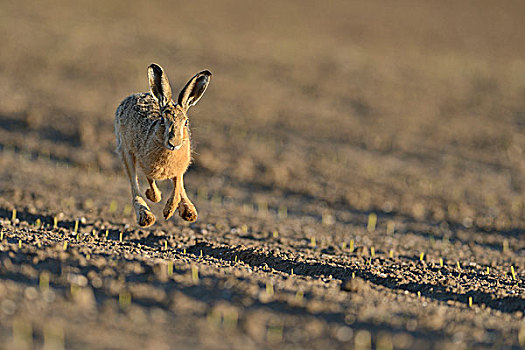 跑,野兔,欧洲野兔,地点,北莱茵威斯特伐利亚,德国,欧洲