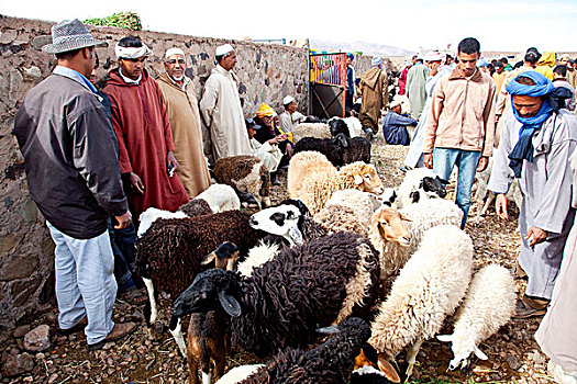男人,穿,传统,长袍,绵羊,动物,市场,德拉河谷,摩洛哥,非洲
