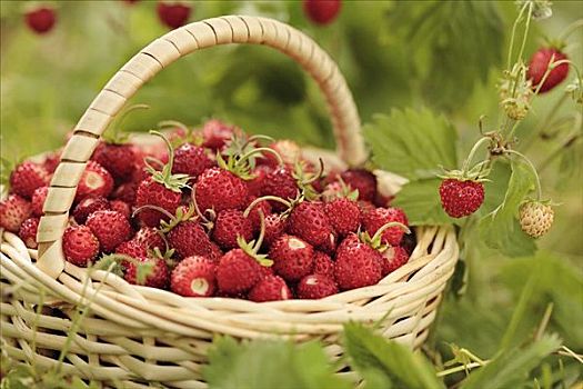 野草莓,篮子,围绕,草莓植物