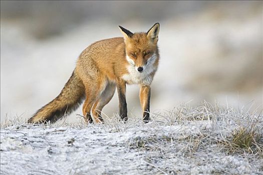 红狐,狐属,走,地面,荷兰