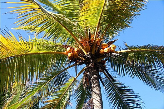棕榈树,椰树
