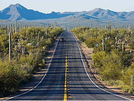 道路,管风琴仙人掌国家保护区,亚利桑那,美国