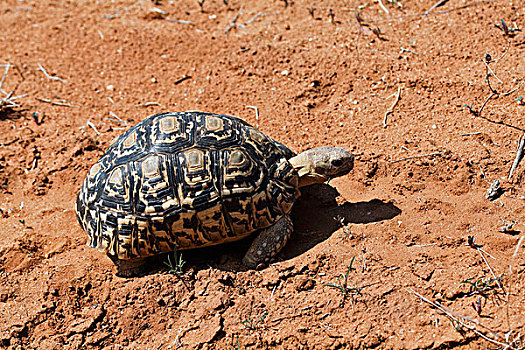 豹纹龟,国家,禁猎区,肯尼亚