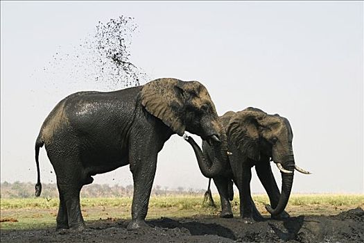 非洲象,泥,沐浴,乔贝国家公园,博茨瓦纳,非洲