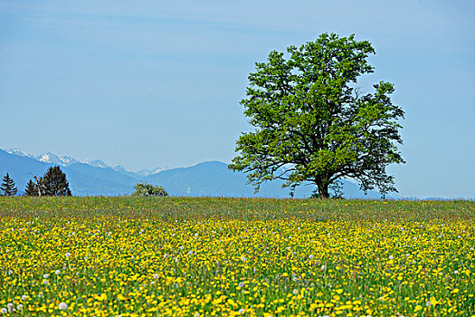 春天,草地,孤树,上巴伐利亚,巴伐利亚,德国,欧洲