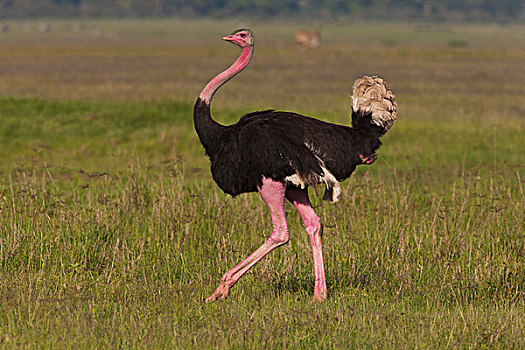 鸵鸟,恩戈罗恩戈罗,保护区,坦桑尼亚