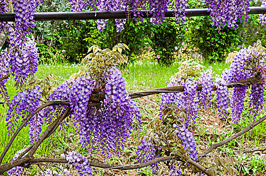 藤架,紫藤,开花,佛罗伦萨,托斯卡纳,意大利