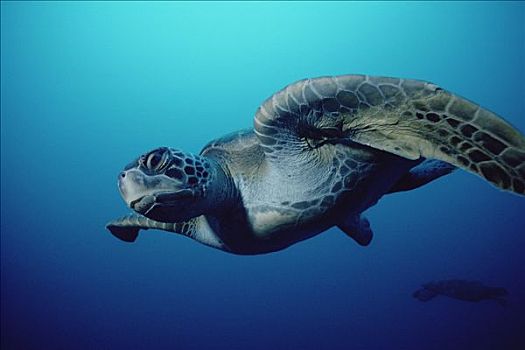 绿海龟,龟类,游泳,加拉帕戈斯群岛,厄瓜多尔