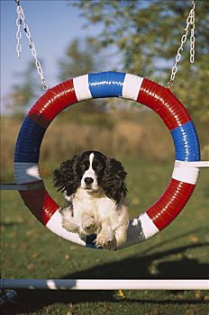 英国史宾格犬,狗,跳跃,敏捷,轮胎