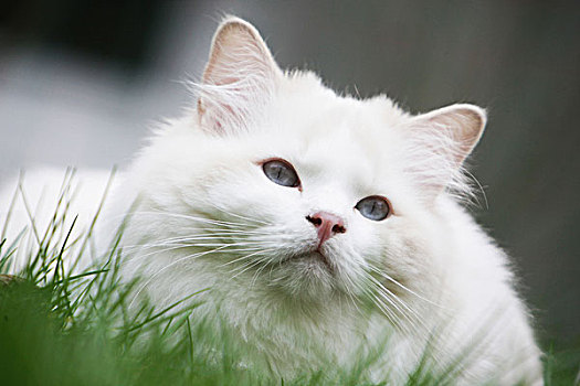 白色,猫,草