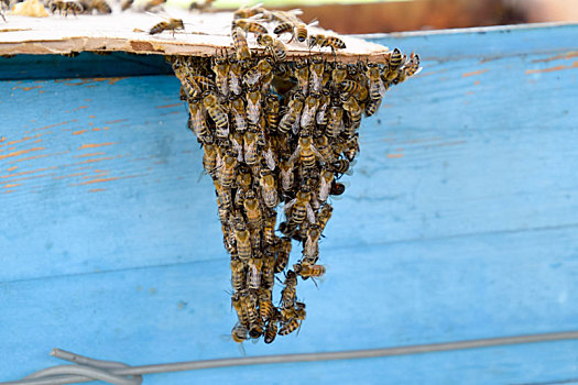 开端,蜜蜂,小,成群,纸板,纸,蜂场