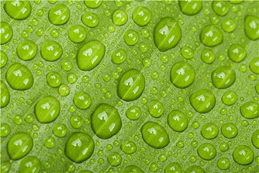 水滴,绿色植物,叶子