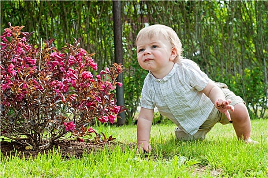 男婴,坐,靠近,粉色,灌木
