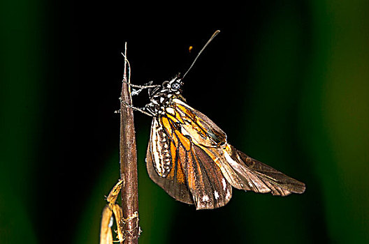 孵化,蝴蝶,物种,翼,国家级保护区,区域,秘鲁,南美