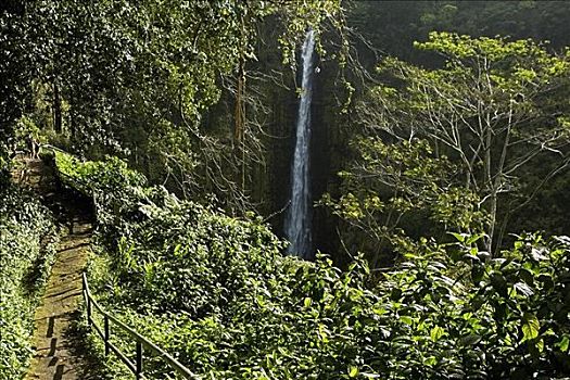 俯拍,瀑布,树林,阿卡卡瀑布,阿卡卡瀑布州立公园,夏威夷,美国