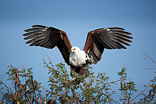 非洲鱼鹰,吼海雕,降落,克鲁格国家公园,南非