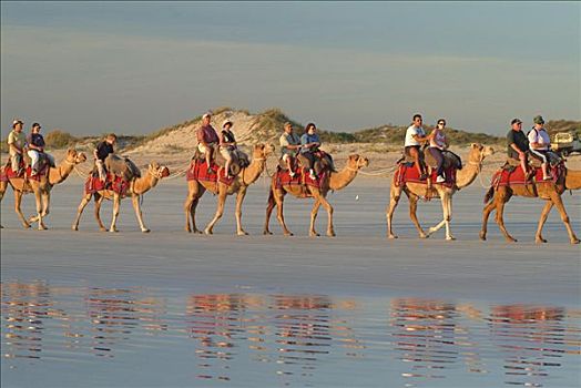 骆驼,驼队,游客,凯布尔海滩,西澳大利亚