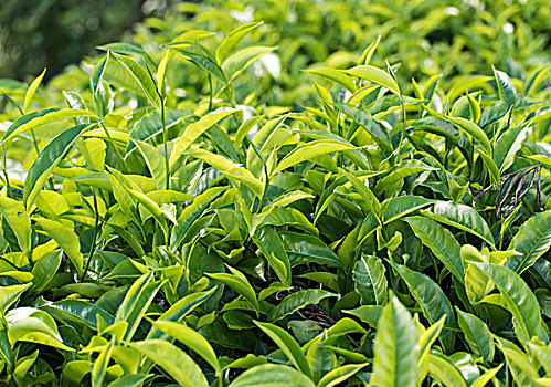 翠绿,茶叶,灌木,种植园,靠近,斯里兰卡,亚洲