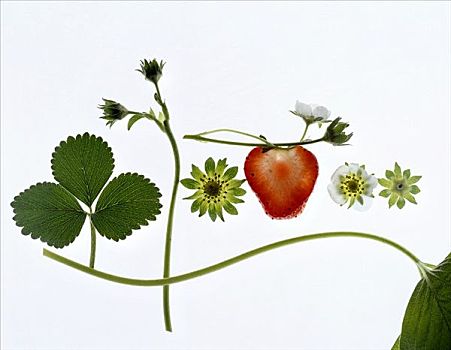 草莓植物,叶子,花,水果