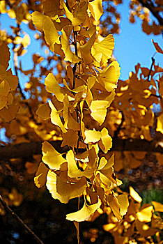 秋天垂下来的金黄色银杏树枝