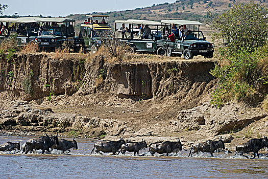 游客,看,角马,马拉河,迁徙,肯尼亚,非洲