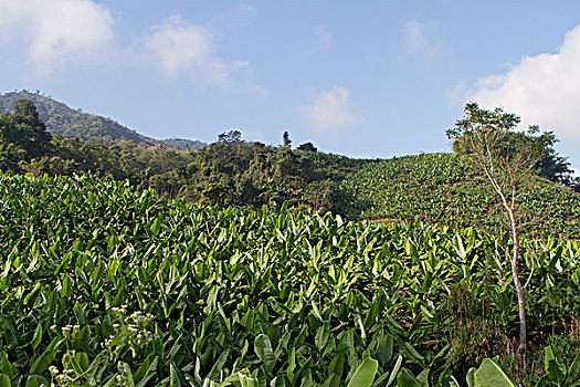 缅甸的香蕉树林