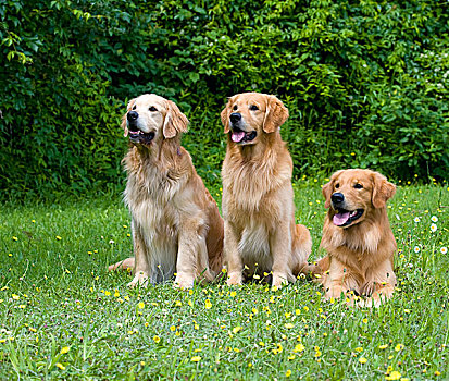 金毛猎犬,狗,三个