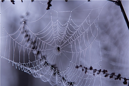 早晨,露珠,蜘蛛网