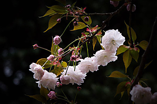 櫻花、爛漫櫻花