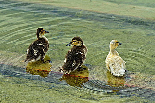 三个,野鸭,小鸭子,站立,水