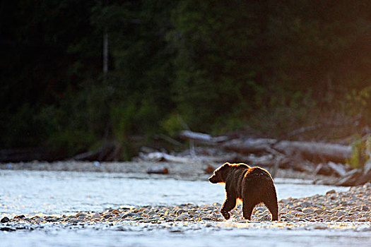大灰熊,棕熊,大熊雨林,不列颠哥伦比亚省
