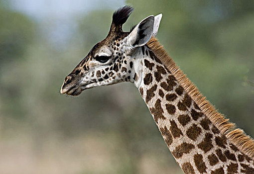 非洲,坦桑尼亚,特写,马赛长颈鹿,长颈鹿