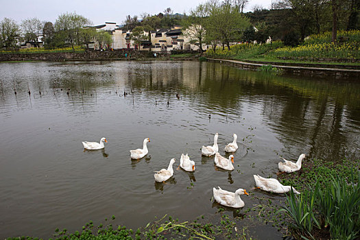 呈坎,安徽,古村落,旅游,景点,水乡,住宅,房子,小桥,拱桥,春天,居民,原生态