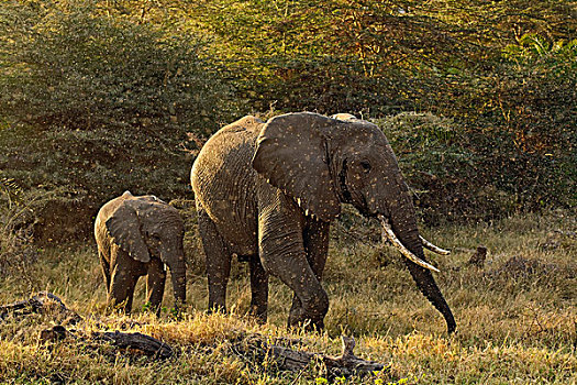 大象,成群,飞,昆虫,非洲象,国家公园,坦桑尼亚