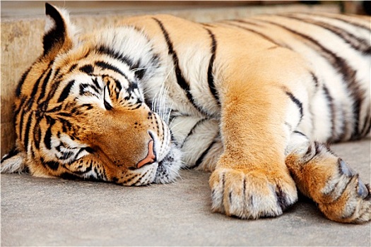 睡觉,虎,清迈,泰国