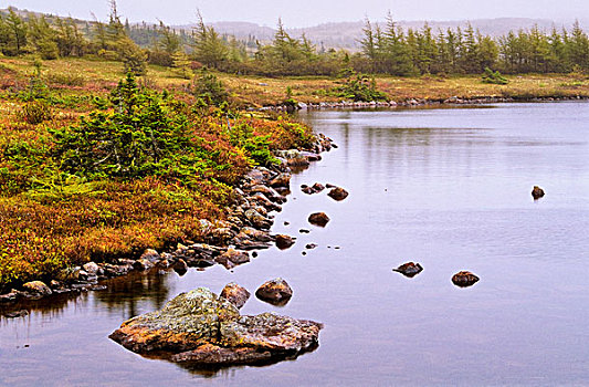 海岸线,水塘,纽芬兰,加拿大