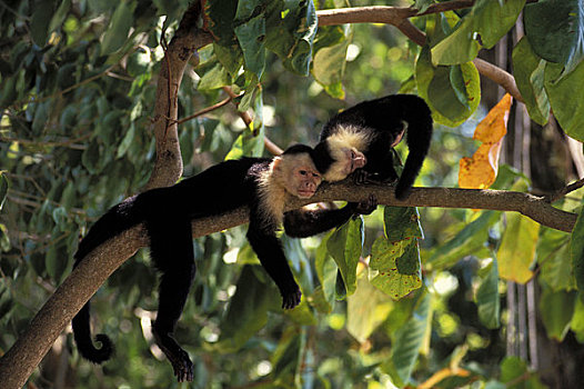 哥斯达黎加,国家公园,雨林,猴子,幼仔,玩