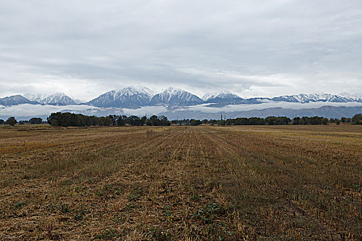 阿拉木图雪山草地羊群