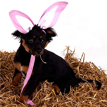 有趣,可爱,复活节,狗,粉色,兔耳