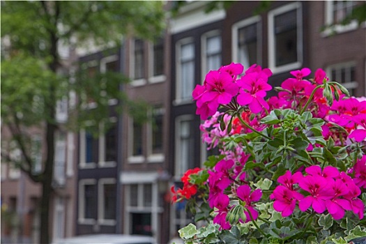 房子,阿姆斯特丹,花,前景