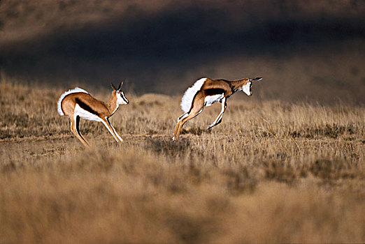 跳羚,近成年,东开普省,南非
