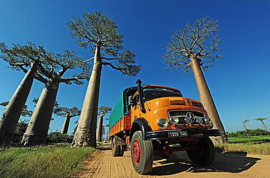 马达加斯加,穆龙达瓦,猴面包树,小路,大,卡车