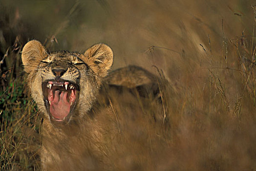非洲,肯尼亚,马塞马拉野生动物保护区,幼狮,狮子,牙齿,哈欠,高草,早晨