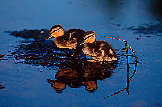 幼仔,鸭子,小鸭子,水塘,不列颠哥伦比亚省,加拿大