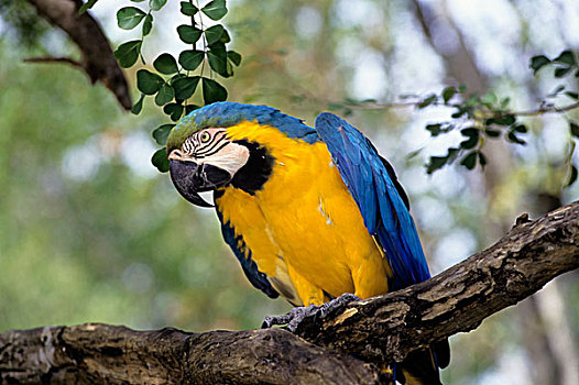 多巴哥岛,蓝黄金刚鹦鹉
