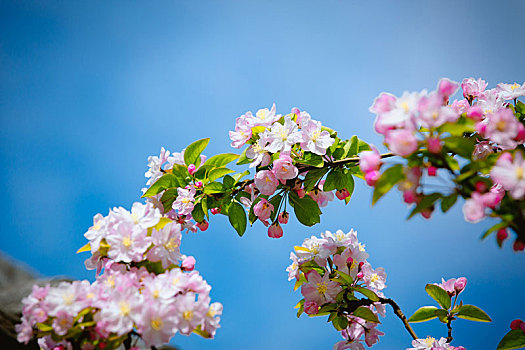 春天午后盛开的海棠花