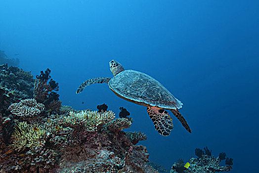 玳瑁,海龟,游泳,上方,珊瑚,印度洋,马尔代夫,亚洲
